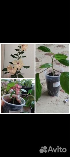 Гибискус черенки