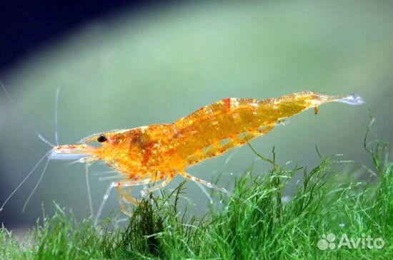 Креветка Мандаринка