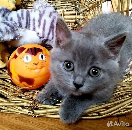 Кошечка 1,5 месяца