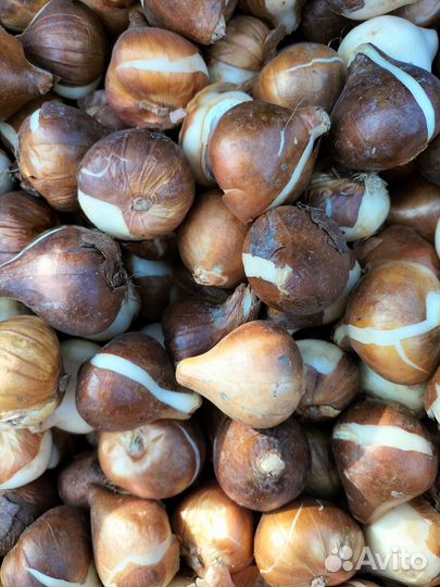 Луковицы тюльпанов оптом 12+