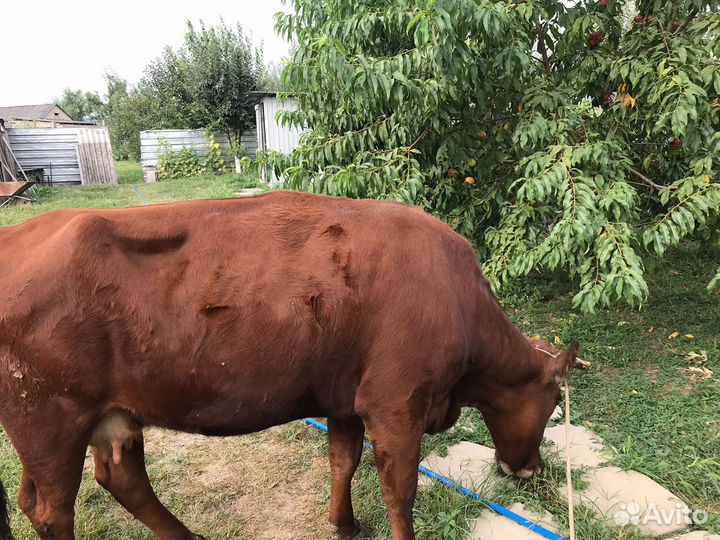 Корова дойная