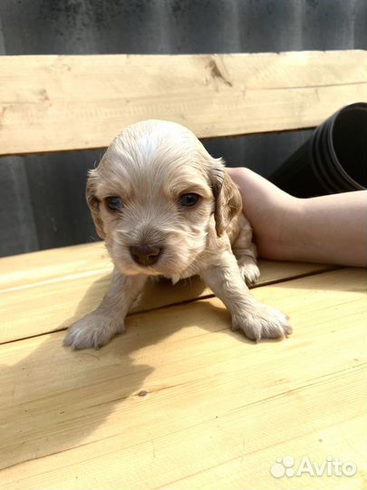 Щенки английского кокер спаниеля