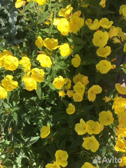 Многолетние садовые растения