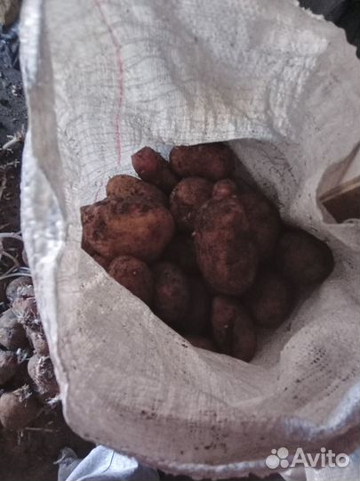 Продам картофель с доставкой