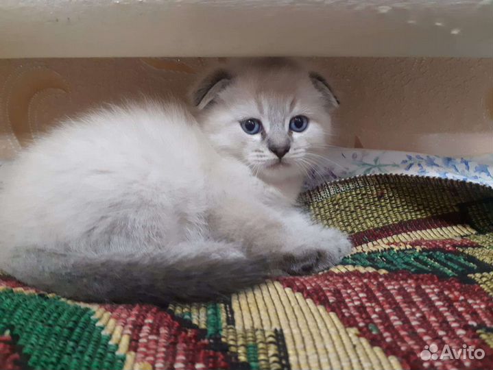 Котята бесплатно