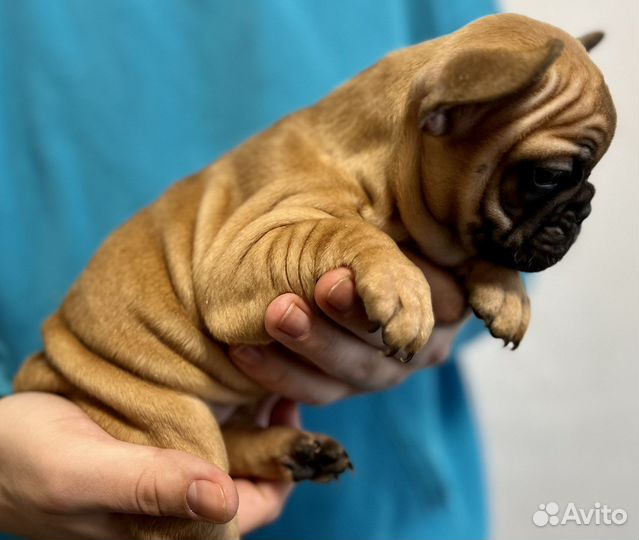 Щенки французского бульдога