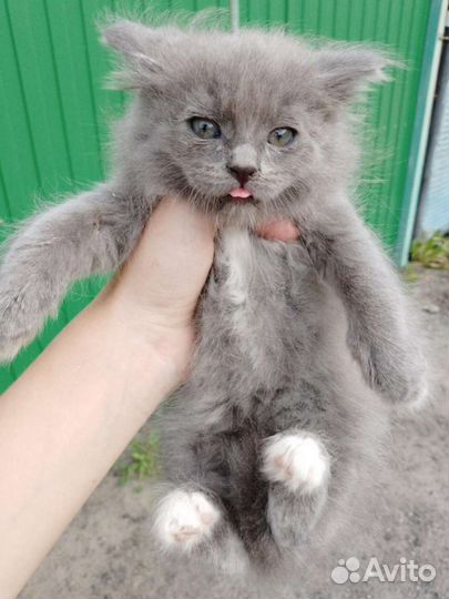 Котята ищут приют