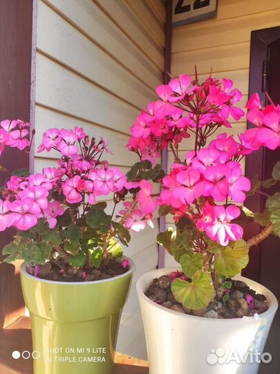 Пеларгония герань