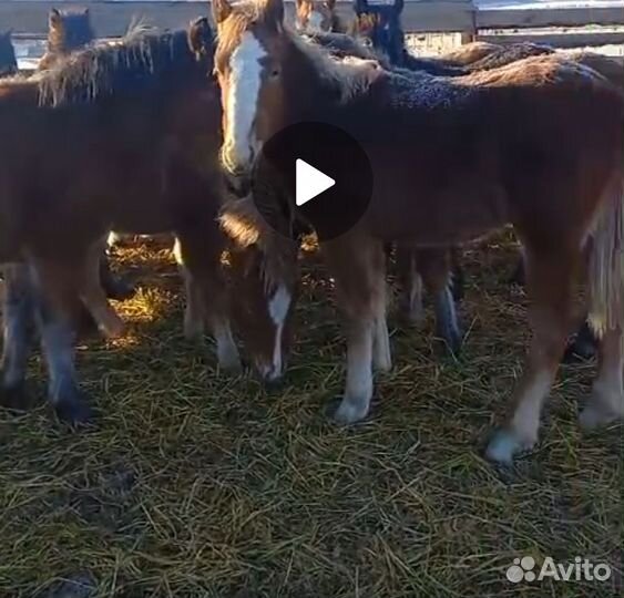 В продаже жеребята тяжики, возраст 8-9 мес