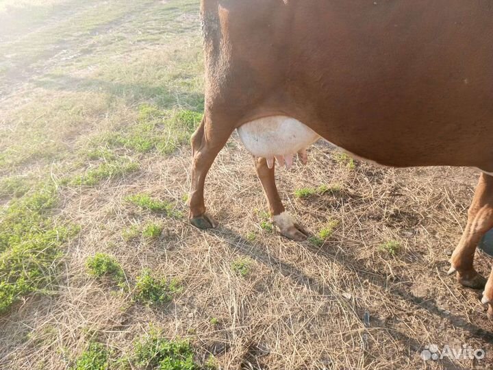 Корова дойная с теленком