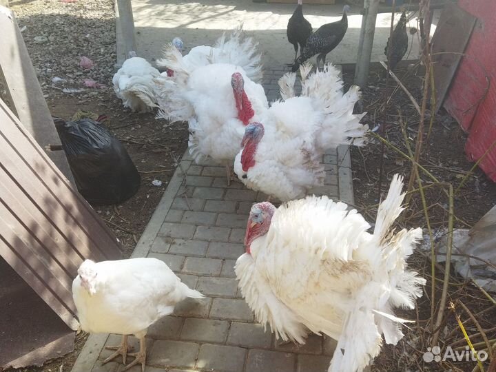 Индюки домашние