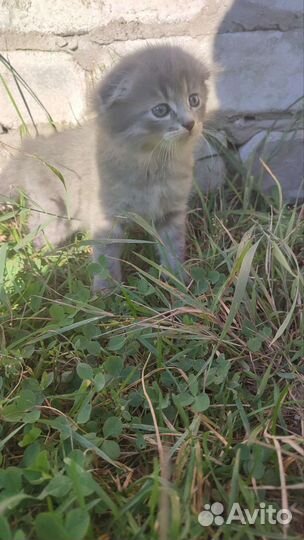 Котята вислоухие