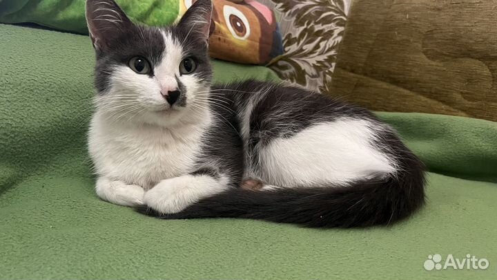 Кошки в добрые руки