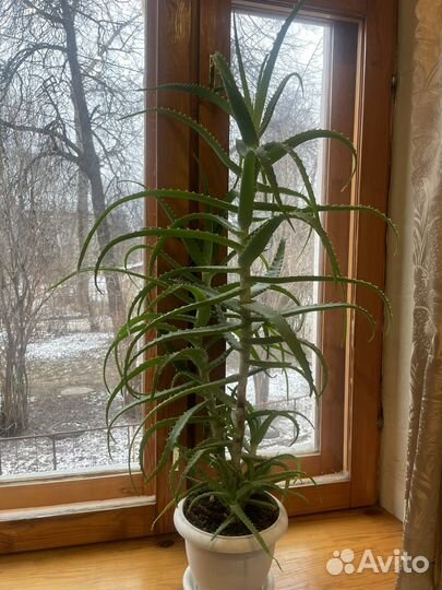 Алое лечебный