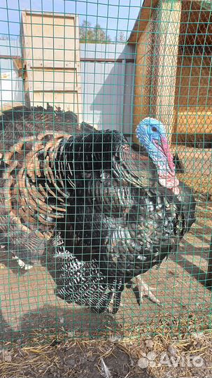 Индюк, индейка