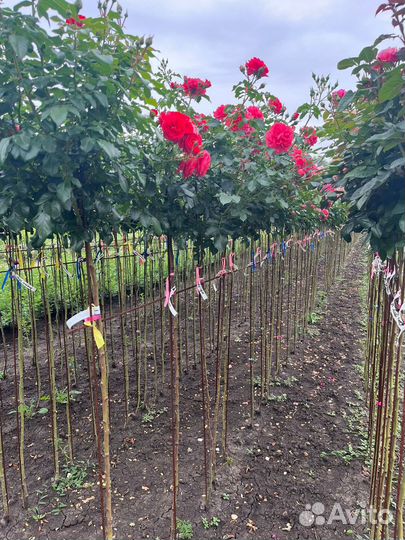 Розы на штамбе от 120см, более 40 сортов