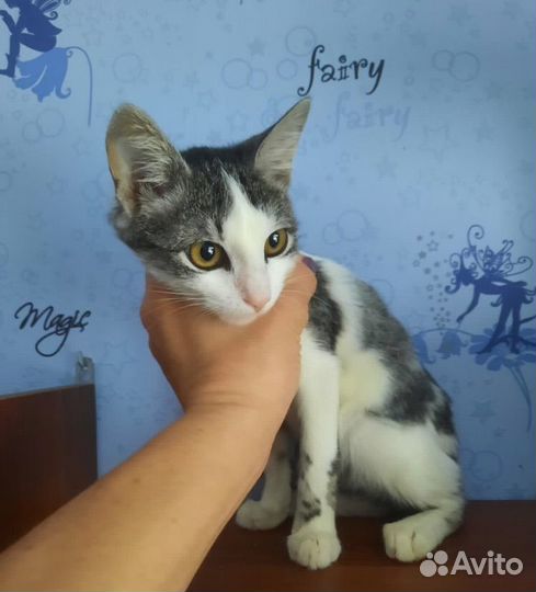 Котик скромняга в дар