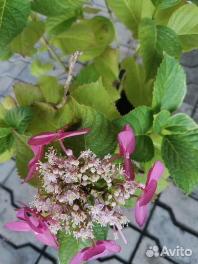 Гортензия крупнолистовая мисс саори