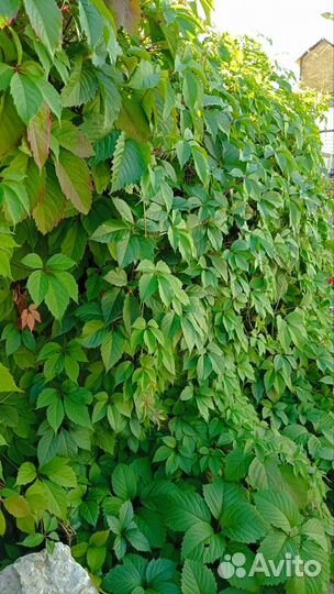 Виноград девичий