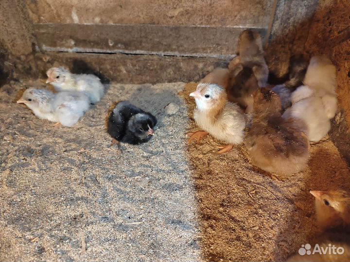 Цыплята