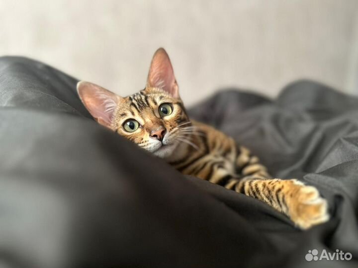 Бенгальская кошка