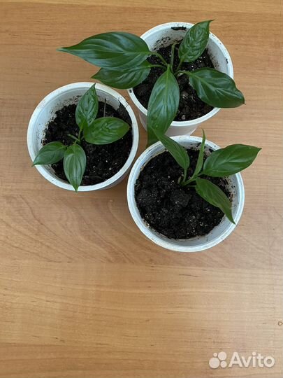 Спатифиллум (женское счастье)