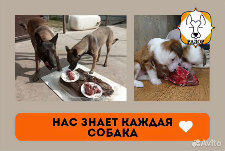 Корм для собак мясо