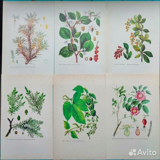 Винтажные ботанические иллюстрации растения