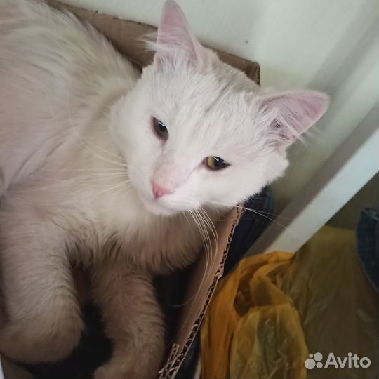 Котик Мерседес