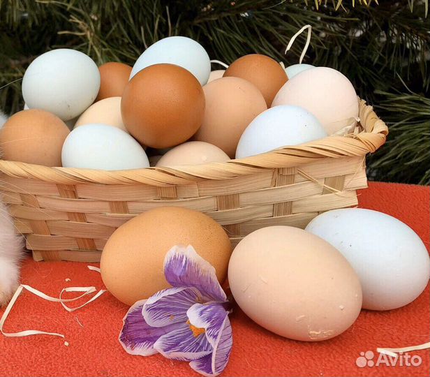Домашние куриные яйца