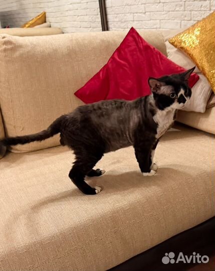 Кот Девон рекс котик