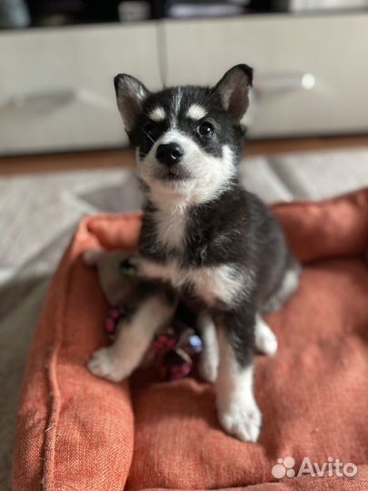 Сибирский хаски