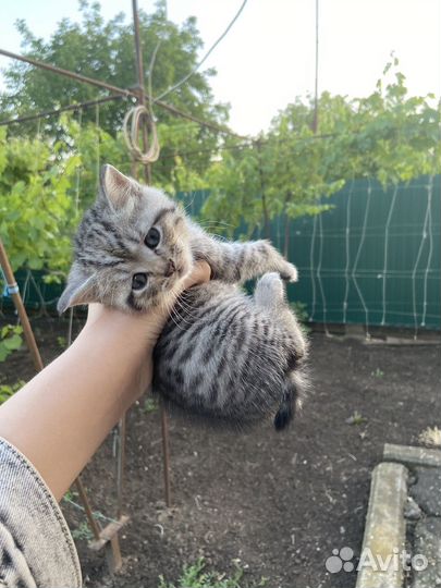Котята 2 месяца. Отдаю даром в хорошие руки