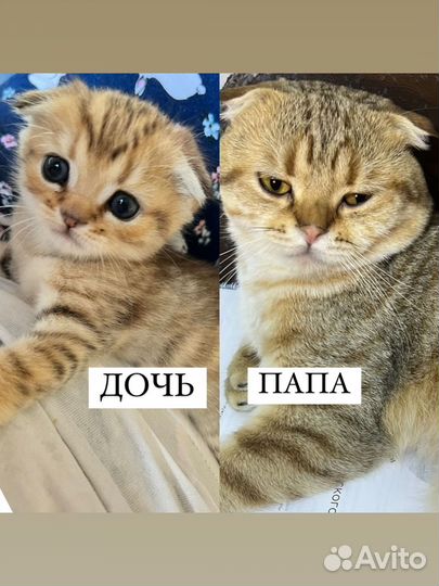 Вязка кот золотая шиншилла