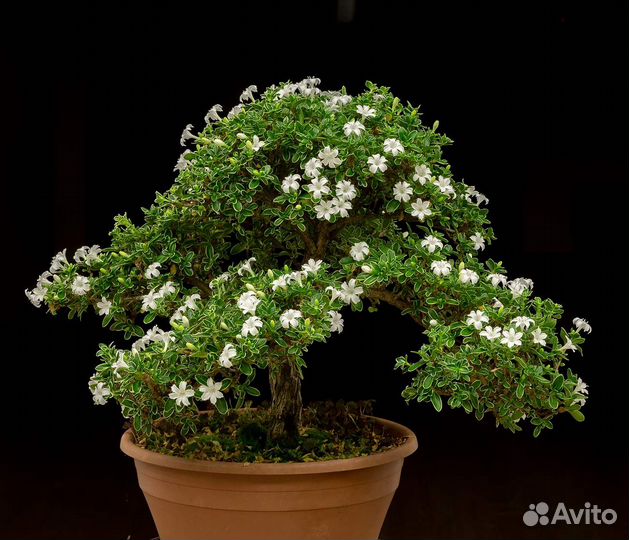 Комнатные мини деревца