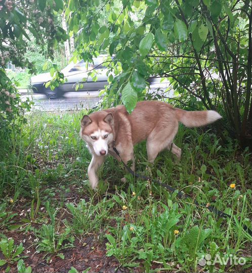 Щенки ищут дом