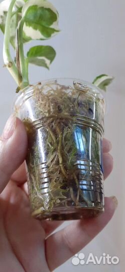 Сциндапсус эпипремнум, разные сорта