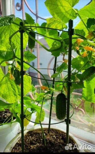 Опора для комнатных цветов