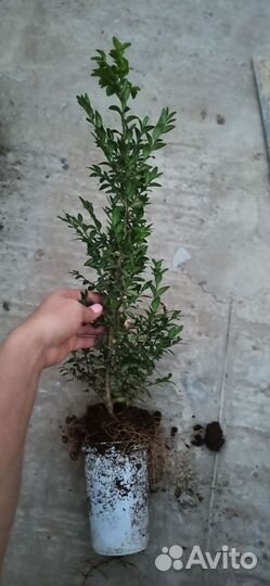 Саженцы самшита