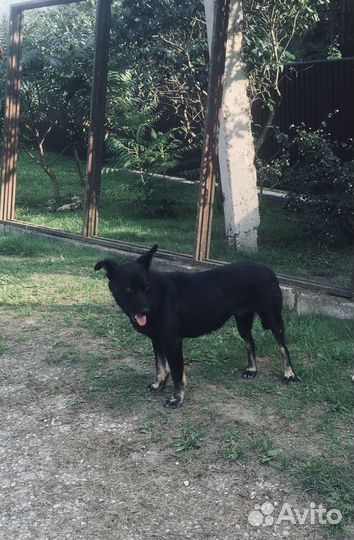 Собака в добрые руки