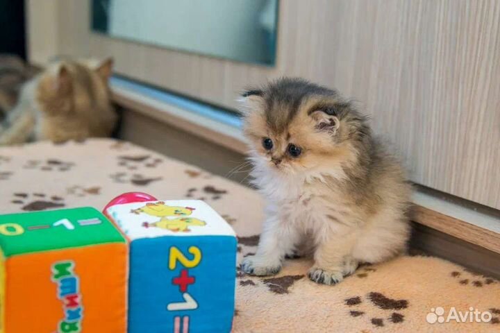 Шотландские котята