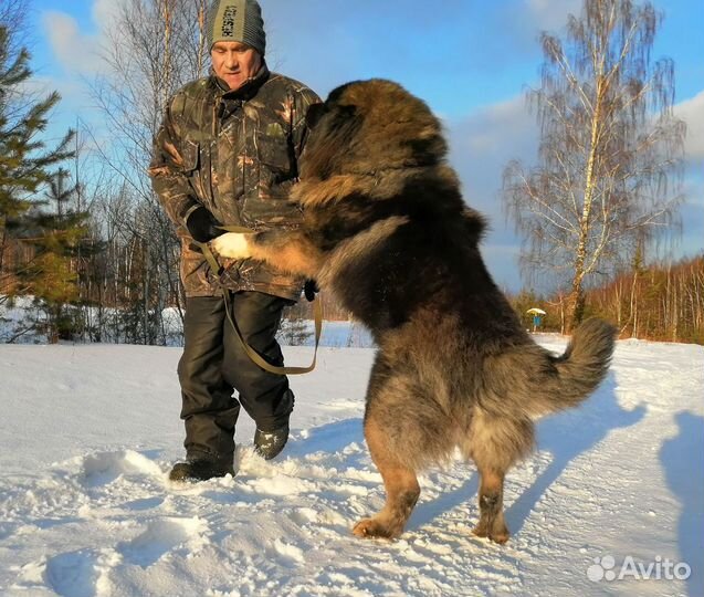 Щенки Кавказской овчарки