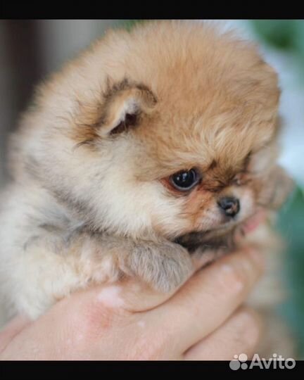 Померанский шпиц мини