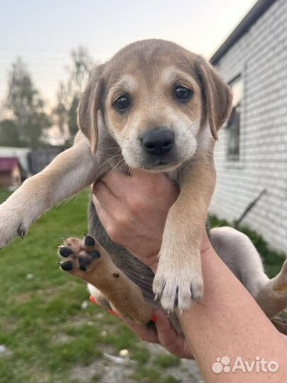 Щенки в добрые руки