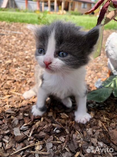 Котята крысоловы
