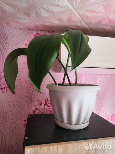 Эухарис амазонская лилия луковицы