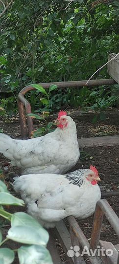Куры несушки доминант