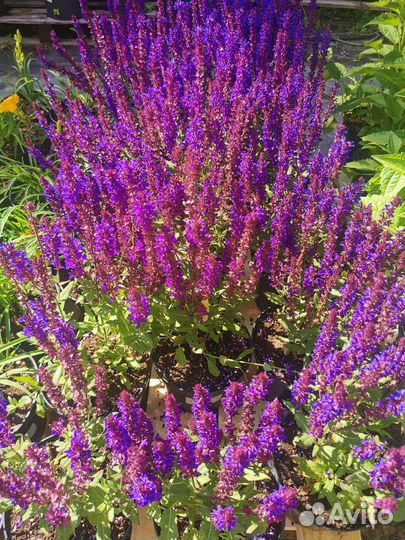 Шалфей дубравный