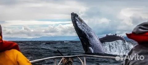 К китам в Териберку