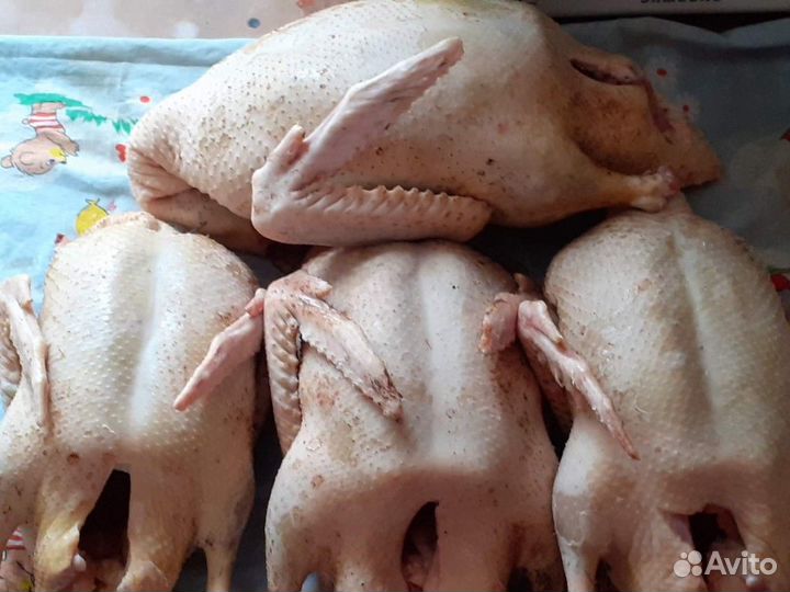 Мясо утки, гуся, кролика